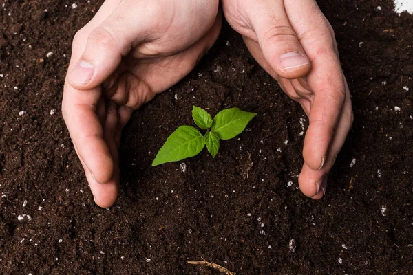 Dos Manos Sosteniendo Cuidando Una Planta Verde Joven — Foto de Stock