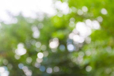 Yeşil doğal arka plan bulanık