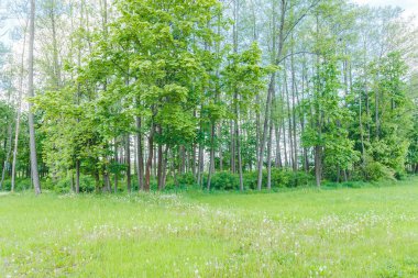 gündüz, hiç kimse, yeşil park 