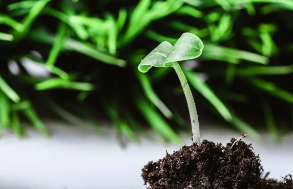 春季生长在土壤中的幼芽 — 图库照片