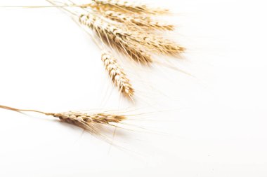 Beyaz arkaplanda yalıtılmış buğday kulakları