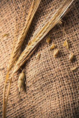 Kahverengi çul kulaklara buğday 