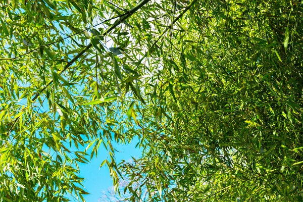 Detailní Záběr Bambusových Stromů Dne — Stock fotografie
