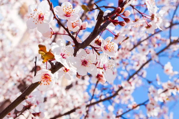 Close Van Lente Bloeien Bloemen Van Boom Tegen Blauwe Hemel — Stockfoto