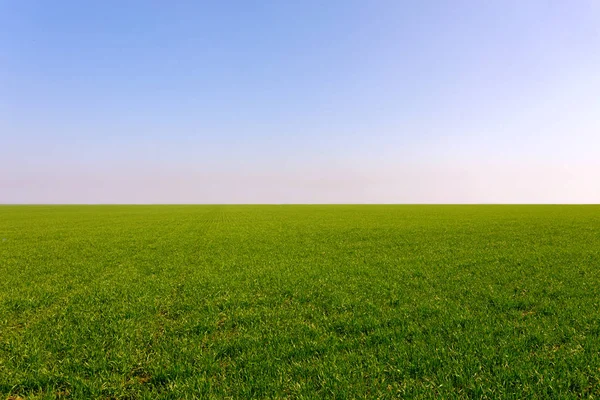 Campo Verde Primavera Vista Cerca — Foto de Stock