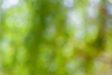 Mevsimlik fotoğraf genç bush dal taze yeşil yaprak