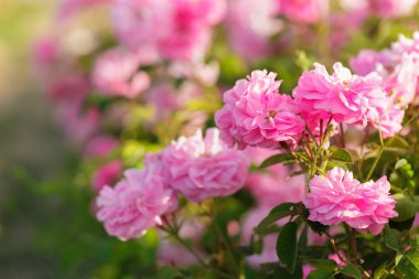 pembe gül bush closeup alan arka plan üzerinde