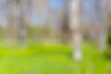 Bulanık park, canlı yeşil doğal arka plan