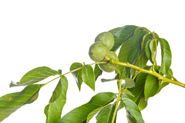 Beyaz bir arka plan üzerinde izole ceviz meyve yeşil ağaç dalı