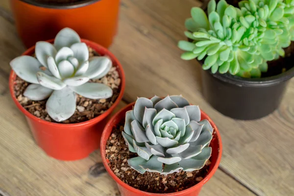 Plantas Suculentas Agrupadas Mesa — Fotografia de Stock