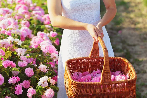 Gül closeup tutan kadın. Yaz sezonu.