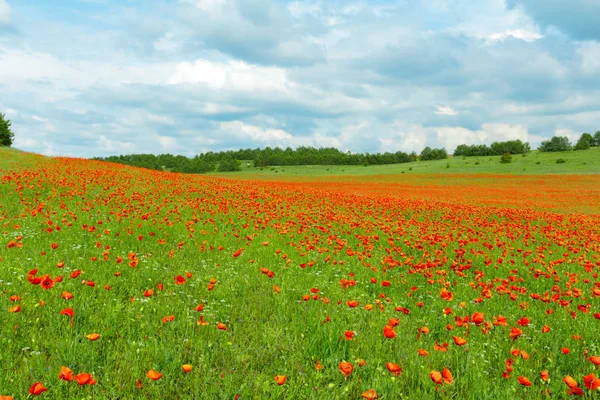 Red Poppy Flowers Field Background — Stock Photo, Image