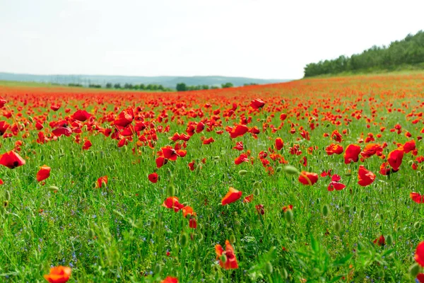 Red Poppy Flowers Field Background — Stock Photo, Image