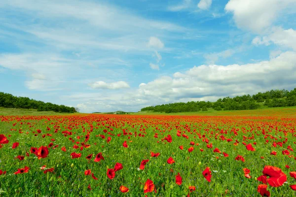 Red Poppy Flowers Field Background — Stock Photo, Image