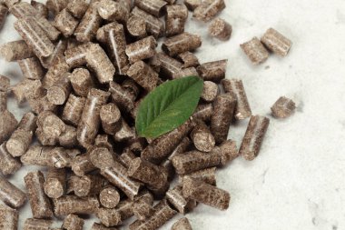 Yeşil yaprak katı ahşap parçaları arka plan üzerinde