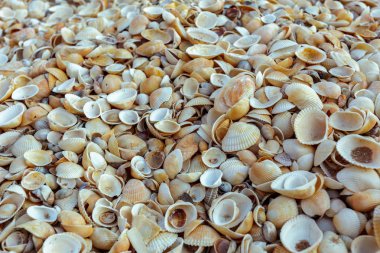 Deniz kabukları arka plan doku