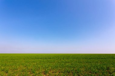 Bahar yeşil alan, yakından görmek