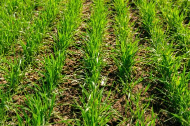 Bahar yeşil alan, yakından görmek