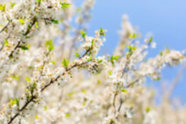 Vit Blomma Och Blad Närbild — Stockfoto