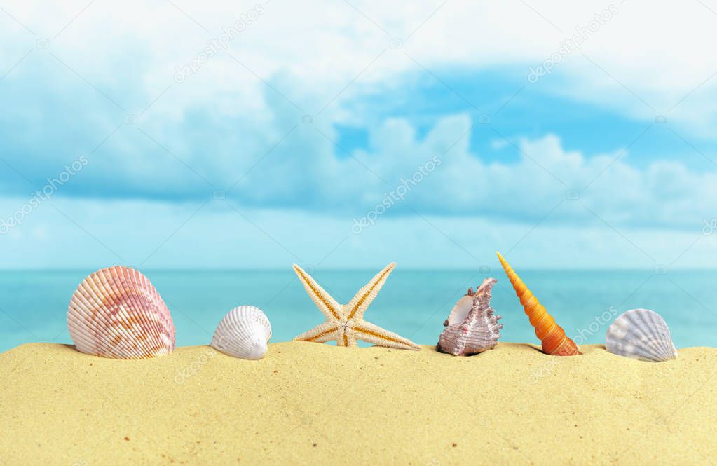 Starfish seashells on beach as background