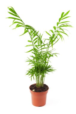 eğreltiotu üzerinde beyaz izole bir tencerede