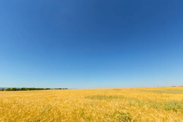Pole Pszenicy Złotej Tle Błękitnego Nieba — Zdjęcie stockowe
