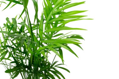 beyaz arkaplanda yeşil yapraklar