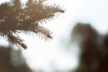 parkta güzel sonbahar yaprakları 