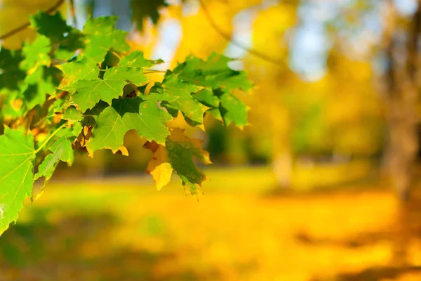 Красивые Осенние Листья Парке — стоковое фото