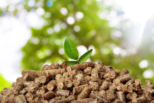 Wood pellets on a green background. Biofuels.