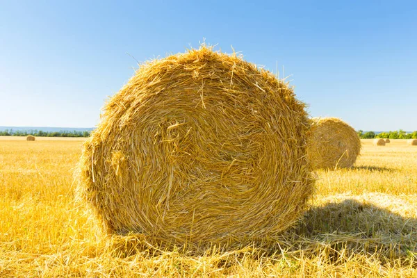 Golden Wheat Field Sunny Day — Stock Photo, Image