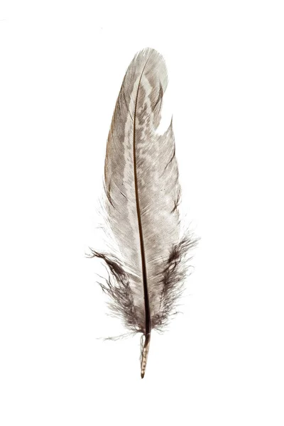 Bird Feather Isolated White Background — Stock Photo, Image