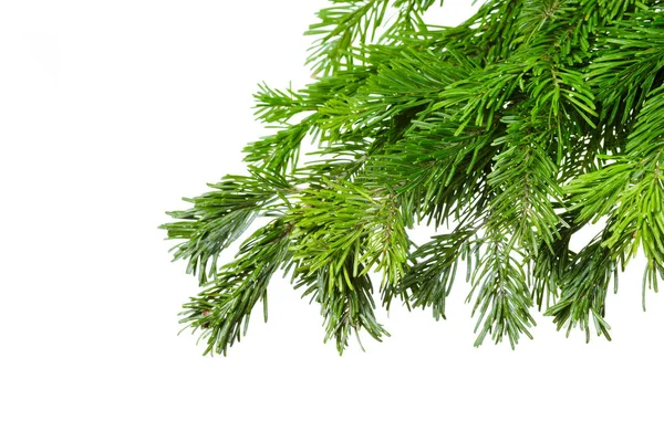 Fir Branches Isolated White Background — Stock Photo, Image