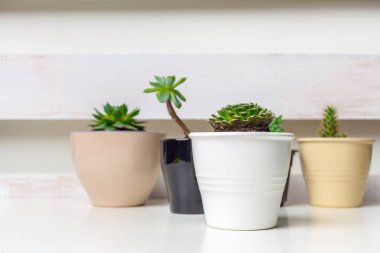Small succulent plants in pots in home interior clipart