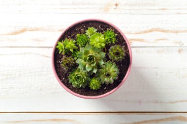 Beyaz ahşap masa üzerinde Saksı bitki 