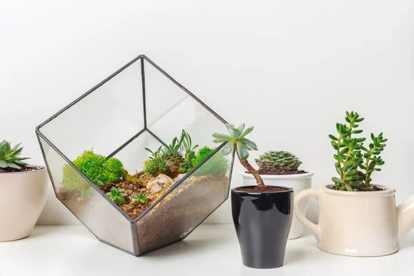 Mini Jardin Succulent Florarium Verre — Photo