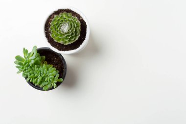 Sulu bitkiler beyaz arkaplanda saksıya yerleştirilir 