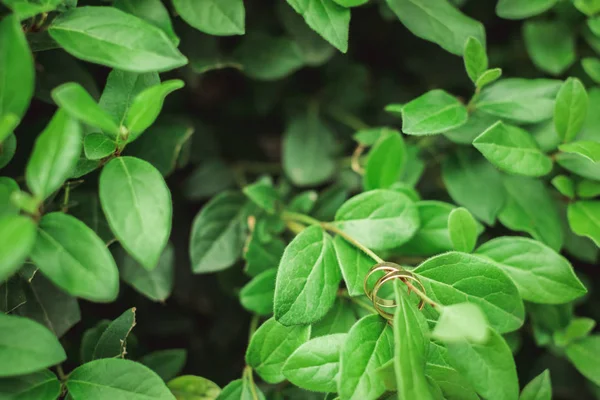 Gröna Blad Och Vigselringar Närbild — Stockfoto