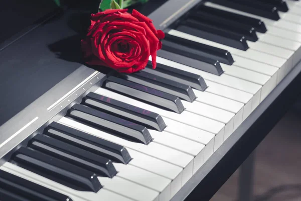 Fortepian Czerwonych Róż — Zdjęcie stockowe