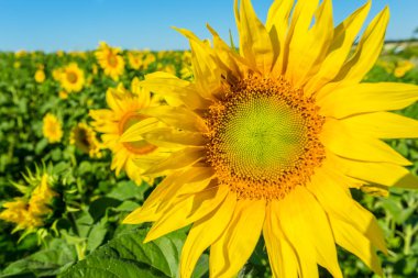 Parlak sarı alan ayçiçeği