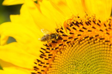 Sarı ayçiçeği görünümü Kapat
