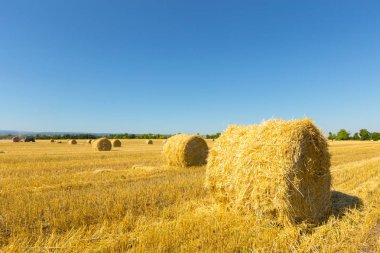 Gündüz, altın buğday alanı 