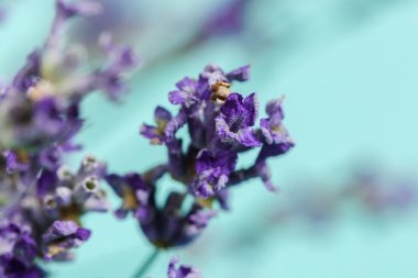 taze lavanta yakın çekim