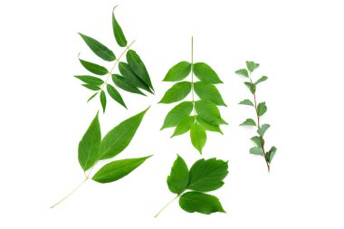 beyaz arkaplanda yeşil yapraklar