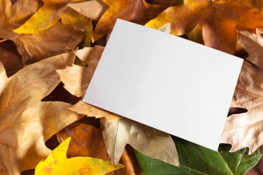 boş kağıt sonbaharda yalan üstten görünüm bırakır