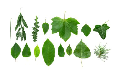 beyaz arkaplanda yeşil yapraklar