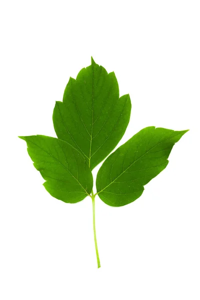 Fresh Young Green Leaf — Stock Photo, Image