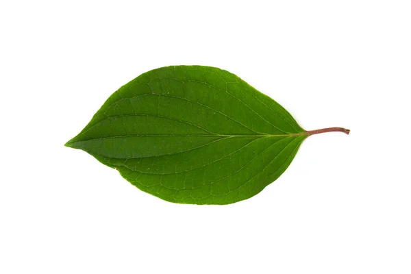 Свіжий Молодий Зелений Лист — стокове фото