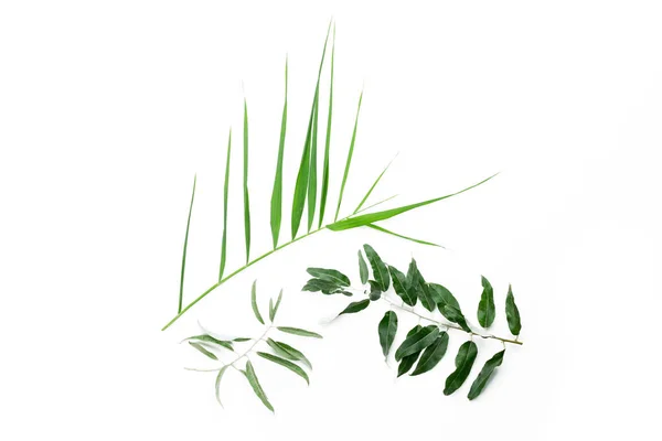 Green Leaves White Background — Stock Photo, Image