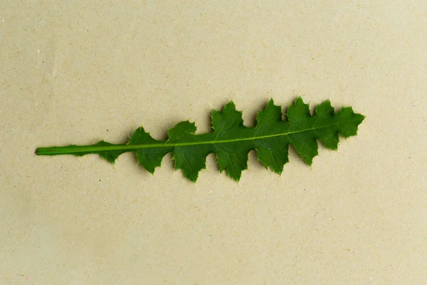 Top View Green Branch Beige Surface — Stock Photo, Image